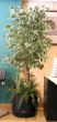 ARBOL6 CON PLANTAS EN BASE copia.jpg